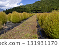 Kochia fields in Inawashiro 131931170