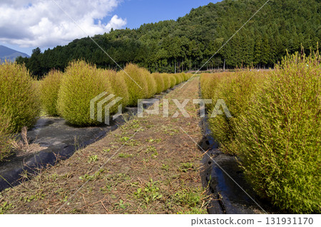 Kochia fields in Inawashiro 131931170