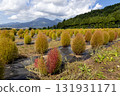 Kochia fields in Inawashiro just before the leaves turn red 131931171