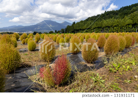 Kochia fields in Inawashiro just before the leaves turn red 131931171