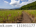Cosmos fields in Inawashiro 131931177