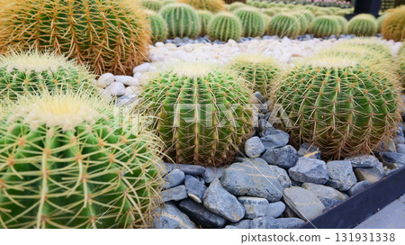 sphere cactus in the greenhouse garden sphere cactus in the greenhouse garden 131931338