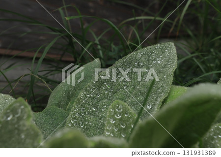 葉有雨滴 131931389