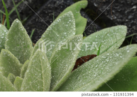 葉有雨滴 葉有雨滴 131931394