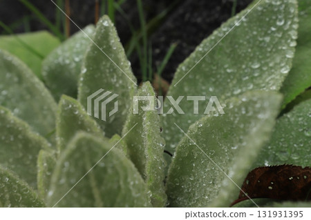 葉有雨滴 葉有雨滴 131931395