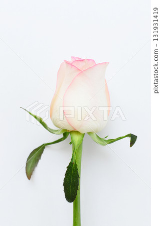 beautiful pink rose flower isolated on white background, valentine day beautiful pink rose flower isolated on white background, valentine day 131931419