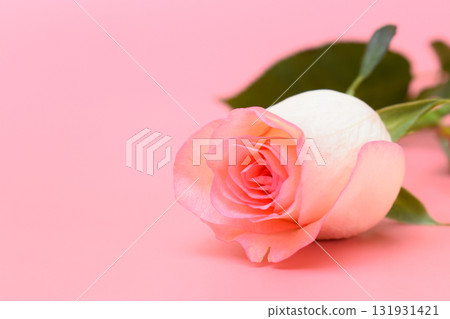 beautiful pastel rose flower on pink background, valentine day beautiful pastel rose flower on pink background, valentine day 131931421