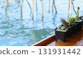 pot of cactus on wood table with texture of water view 131931442