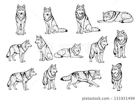 Vector of a dozen wolves in various poses, perfect for nature, wildlife, or logo designs, wild animals. 131931499
