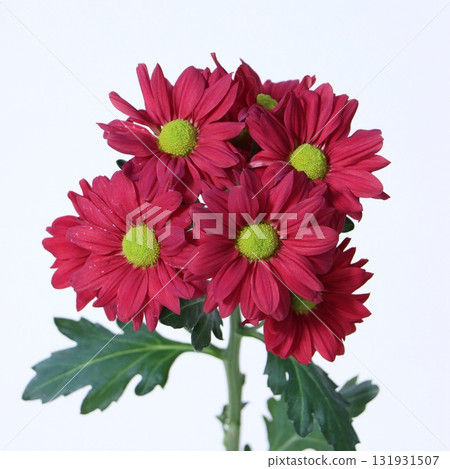 噴灑菊花‘蘭德爾紅’ 131931507