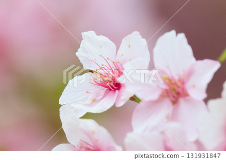 美麗的粉紅色櫻花 美麗的粉紅色櫻花 131931847