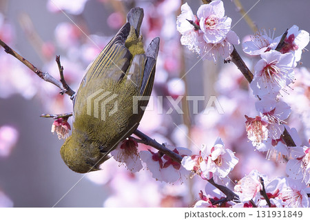 White-eye sucks nectar from plum blossoms in full bloom White-eye sucks nectar from plum blossoms in full bloom 131931849