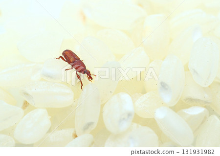 白米上的米象 131931982