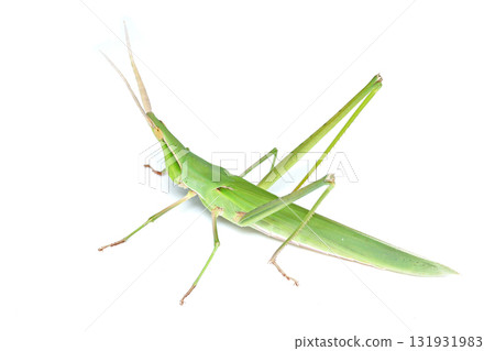 A female of a cowpea grasshopper A female of a cowpea grasshopper 131931983