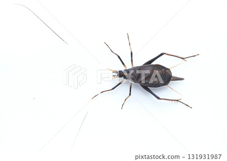 Male of Susimi Male of Susimi 131931987