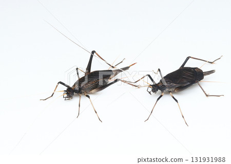 雌蟋蟀和雄蟋蟀 131931988