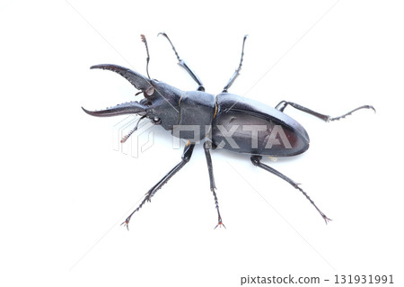 Male sawtooth stag beetle (small-toothed type) 131931991