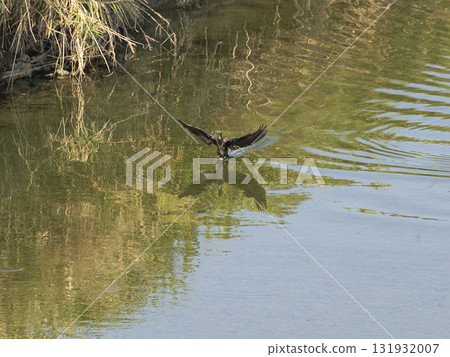 River cormorant landing on the river River cormorant landing on the river 131932007