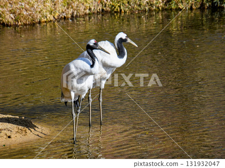 Two free-roaming red-crowned cranes Two free-roaming red-crowned cranes 131932047