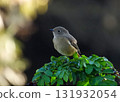 達里安·雷德斯塔克（Daurian Redstart）女性住在樹枝上 131932054
