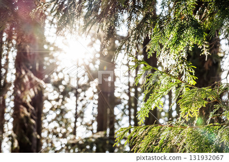 Morning sunlight filtering through the gaps in the trees — Light and silence in the forest 131932067