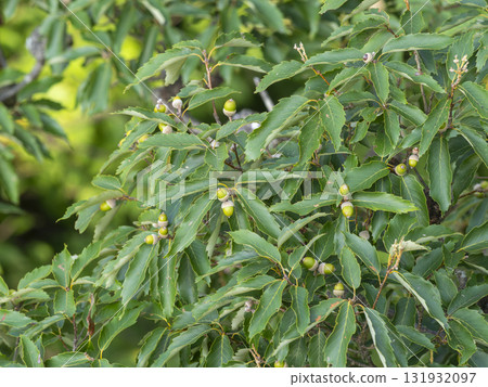 結滿橡子的山樹 131932097