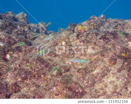 A flock of small-headed wrasse and other fish. Nakagi Hirizo Beach, Minamiizu Town, Izu Peninsula, Shizuoka Prefecture - 2024 131932108