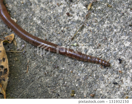 蚯蚓在地上爬行的特寫 131932150