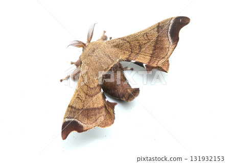 Kwako Kwako 131932153