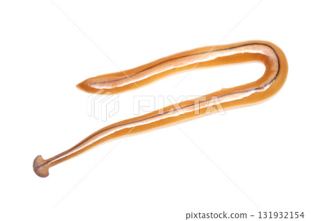 一種巨型旗魚 131932154