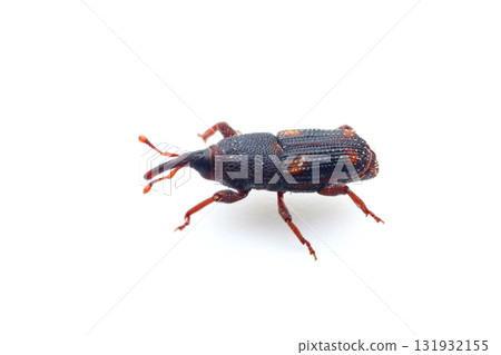 穀物象鼻蟲 131932155