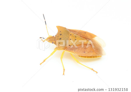 Todoshi bug Todoshi bug 131932158