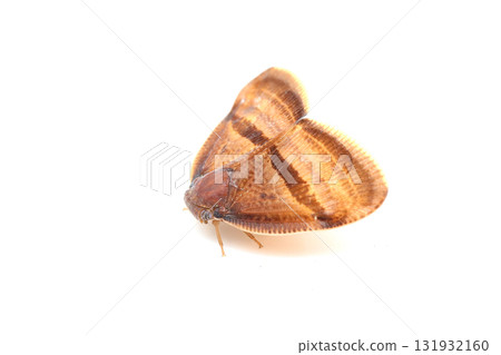 Small-bellied grasshopper Small-bellied grasshopper 131932160