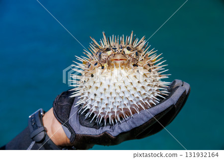 Inflated juvenile porcupinefish. Other schools. Nakagi Hirizo Beach, Minamiizu Town, Izu Peninsula, Shizuoka Prefecture - 2025 131932164