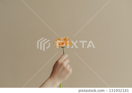 女人的手拿著一朵非洲菊花 131932181