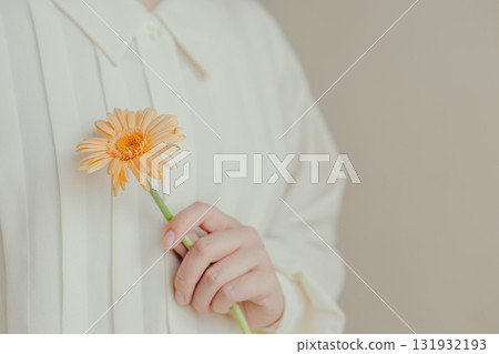 一位女士的手拿著一朵非洲菊 一位女士的手拿著一朵非洲菊 131932193