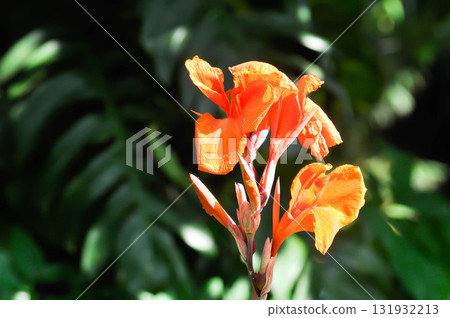 Indian shot, India short plant or India shoot or Butsarana or Cannas or Canna lily or Canna indica L or CANNACEAE plant or orange flower Indian shot, India short plant or India shoot or Butsarana or Cannas or Canna lily or Canna indica L or CANNACEAE plant or orange flower 131932213