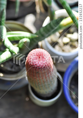 echinocereus pectinatus rubispinus,echinocereus pectinatus or pink cactus or cactus echinocereus pectinatus rubispinus,echinocereus pectinatus or pink cactus or cactus 131932217