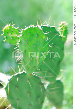 Opuntia tuna, Angiosperms or Opuntia or Cactaceae or Tuna Cactus or Prickly Pears 131932218