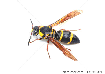 Flying fish 131932871