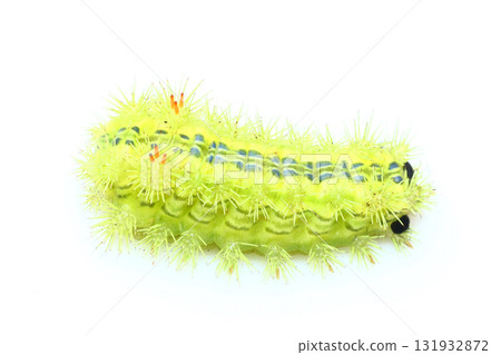 Hilo Heli的幼蟲 Hilo Heli的幼蟲 131932872