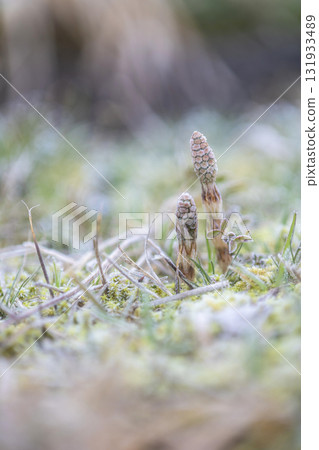 早春馬尾草，生氣勃勃 131933489