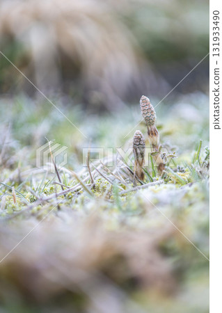 早春馬尾草，生氣勃勃 131933490