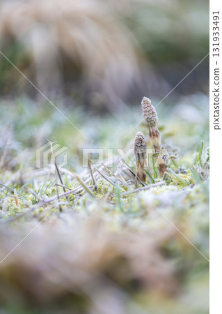 早春馬尾草，生氣勃勃 131933491