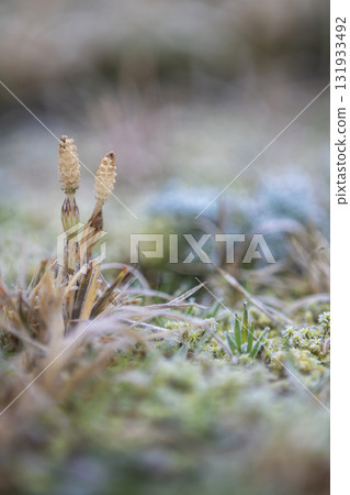 Early spring horsetails, lively Early spring horsetails, lively 131933492