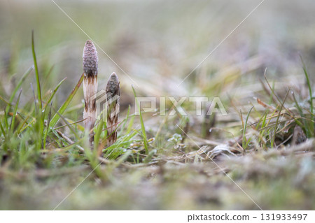 早春馬尾草,生氣勃勃 早春馬尾草,生氣勃勃 131933497