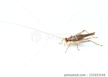 薄雲鈴 薄雲鈴 131933548