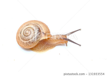 誠實我的麥 131933554