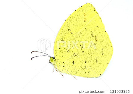 Northern Spotted Butterfly 131933555