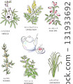 六種草藥和茶具的手繪插圖 六種草藥和茶具的手繪插圖 131933692